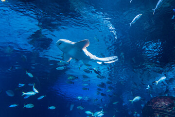 Fototapeta premium Large fish and aquatic life in an aquarium