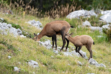 Chamois (Rupicapra rupicapra) femelle et jeune en été. (allaitement). Alpes. France