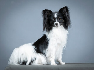 Papillon photography sitting in a photography studio