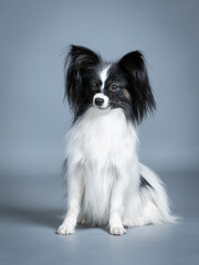 Papillon photography sitting in a photography studio