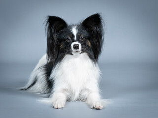 Papillon photography lying in a photography studio