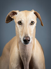 Portrait of a beige spanish greyhound in a photography studio