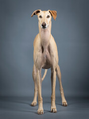 Beige spanish greyhound standing in photo studio