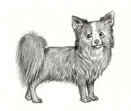 Chihuahua drawing. Isolated hand made illustration with dog.
