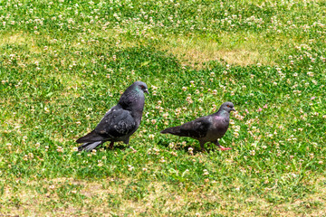 Two doves walk on the green grass on the lawn in the rays of the bright sun.