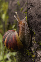 Snail on a leaf