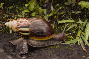 Snail on a leaf