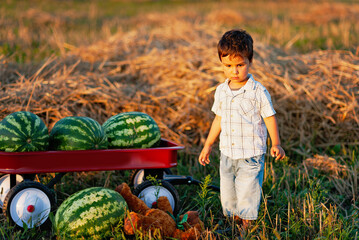 boy eating watermelon. happy child in field at sunset. Ripe watermelons on field in red wagon, harvesting.