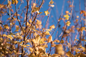 Autumn