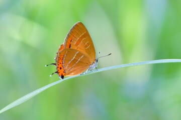 Fototapeta na wymiar 初夏の身近な公園や雑木林で見られるオレンジ色の美しいチョウ、アカシジミ