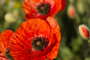 Close up on red poppy flowers on the field.