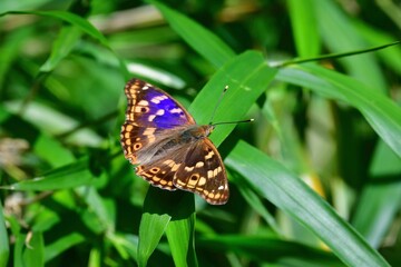 Naklejka na ściany i meble 庭や公園や雑木林で見られる紫色が美しい身近なチョウ、コムラサキ