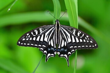 庭や公園で春から夏に見られる身近なチョウ、アゲハチョウ