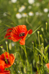 Fototapeta premium Close up on red poppy flowers on the field.