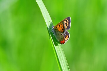 庭先や公園など身近な緑地で見られる小さなオレンジ色のかわいいチョウ、ベニシジミ