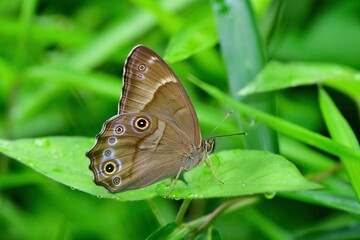 初夏に公園など身近な緑地で見られる目玉模様が目立つヒカゲチョウ