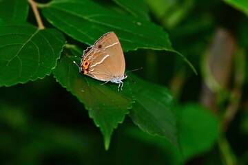 雑木林や公園などで見られるエメラルドグリーンの美しい羽を持つチョウ、ミドリシジミ