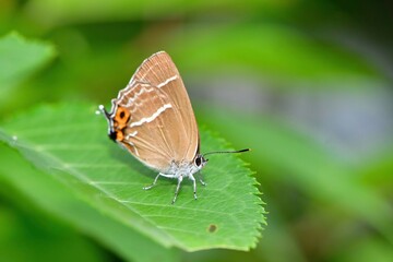 Fototapeta na wymiar 雑木林や公園などで見られるエメラルドグリーンの美しい羽を持つチョウ、ミドリシジミ