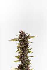 Naklejka na ściany i meble Cannabis fresh buds and flowers from a marijuana plant with a light background