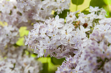 Close-Up of big lilac branch blooms on blurred background