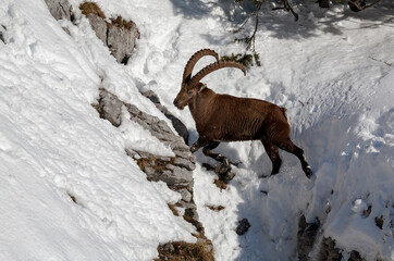 Bouquetin des Alpes (Capra ibex) mâle en hiver évoluant dans un abrupt. Alpes. France