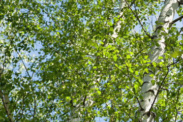 Fototapeta na wymiar Green birches close-up. Summer sunny natural background. Slender white birches in the bright rays of the sun. The concept of the beauty of nature greatness tenderness. The texture of trees and leaves