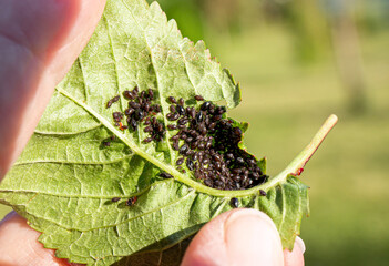 Person hand showing Ants created aphids Periphyllus farm on cherry leaf in spring to eat their...