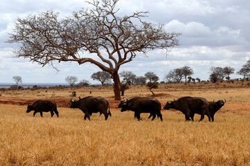 Fototapeta premium herd of wildebeest