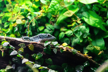 lizard on a tree