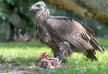 vulture with prey