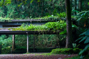 forest, tree-lined, parking lot, cool, shade, carport