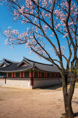 A wall in Gyeongbokgung Palace with Cherry blossoms, Seoul, South Korea. Vertical view.