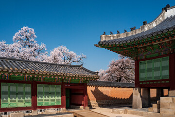 Obraz premium Side wall of Jagyeongjeon court in Gyeongbokgung Palace with Cherry blossoms, Seoul, South Korea.
