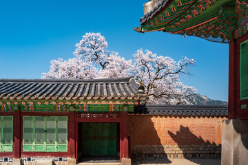 Door in the side wall of the court of Jagyeongjeon in Gyeongbokgung Palace with Cherry blossoms, Seoul, South Korea.