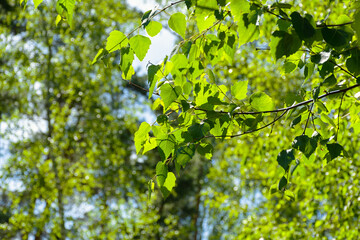 Green birches close-up. Summer sunny natural background. Slender white birches in the bright rays of the sun. The concept of the beauty of nature greatness tenderness. The texture of trees and leaves