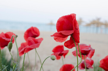 Red poppy in the field crimson flower.