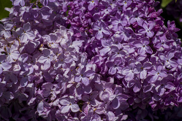 Close-Up of big purple, pink, blue, white lilac branch blooms on blurred background. Summer time bouquet of tender tiny flowers. Soft selective focus on delicate natural flowers on spring green bush