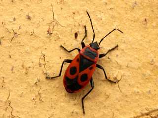 Pyrrhocoris apterus walks on a wall