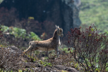 Kid of Nilgiri tahr (Nilgiritragus hylocrius)  ungulate endemic to the Nilgiri Hills observed grazing on the slopes in Eravikulum National Park near Munnar in Kerala, India