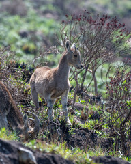 Kid of Nilgiri tahr (Nilgiritragus hylocrius)  ungulate endemic to the Nilgiri Hills observed grazing on the slopes in Eravikulum National Park near Munnar in Kerala, India