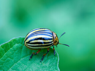 Potato bug on foliage of potato in nature, natural background, close view