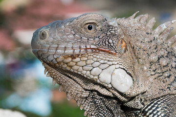 close up of a iguana