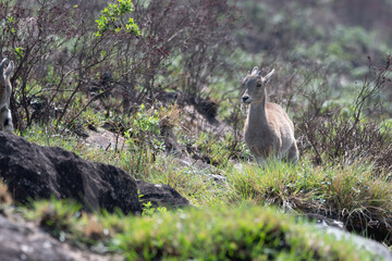 Kid of Nilgiri tahr (Nilgiritragus hylocrius)  ungulate endemic to the Nilgiri Hills observed grazing on the slopes in Eravikulum National Park near Munnar in Kerala, India