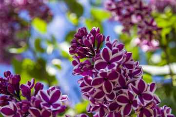 Close-Up of big purple, pink, blue, white lilac branch blooms on blurred background. Summer time bouquet of tender tiny flowers. Soft selective focus on delicate natural flowers on spring green bush
