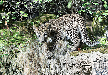 leopard in the tree