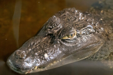 close up of an alligator