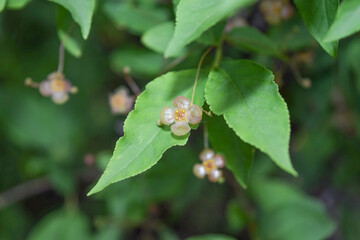 Flowers of the warty birch bark in the forest