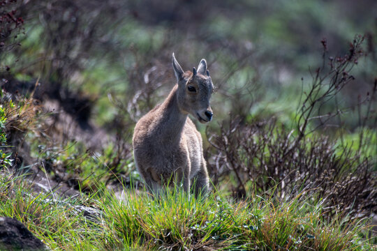Kid of Nilgiri tahr (Nilgiritragus hylocrius)  ungulate endemic to the Nilgiri Hills observed grazing on the slopes in Eravikulum National Park near Munnar in Kerala, India
