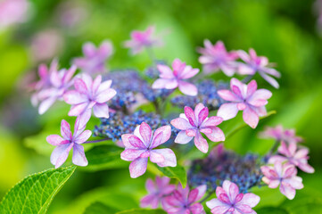 The Beauty of Hydrangea