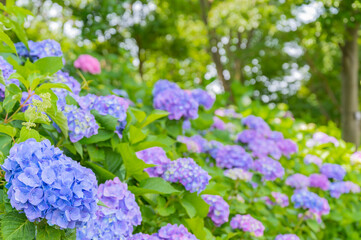 The Beauty of Hydrangea